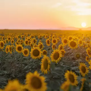 Programa De Reinserción Víctimas De Violencia Intrafamiliar